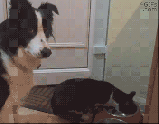 猫に居場所を取られる犬の画像ください