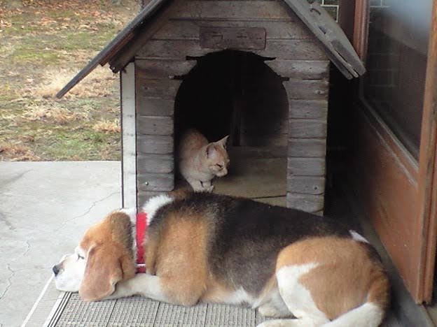猫に居場所を取られる犬の画像ください
