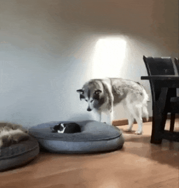 猫に居場所を取られる犬の画像ください