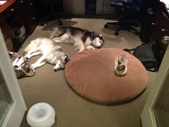猫に居場所を取られる犬の画像ください