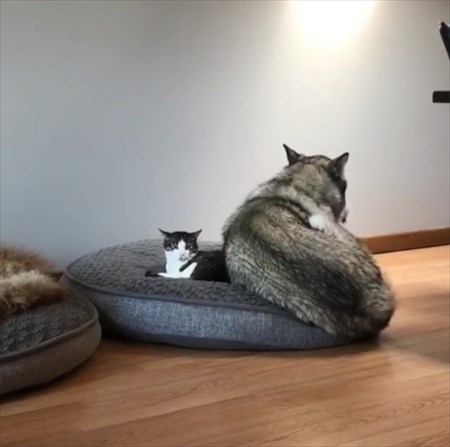 猫に居場所を取られる犬の画像ください