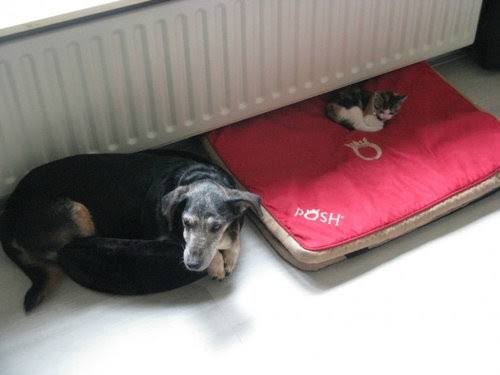 猫に居場所を取られる犬の画像ください