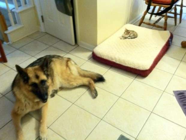 猫に居場所を取られる犬の画像ください
