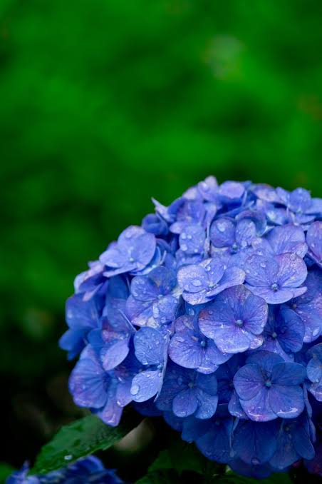 花、植物に関する話(不思議な体験)