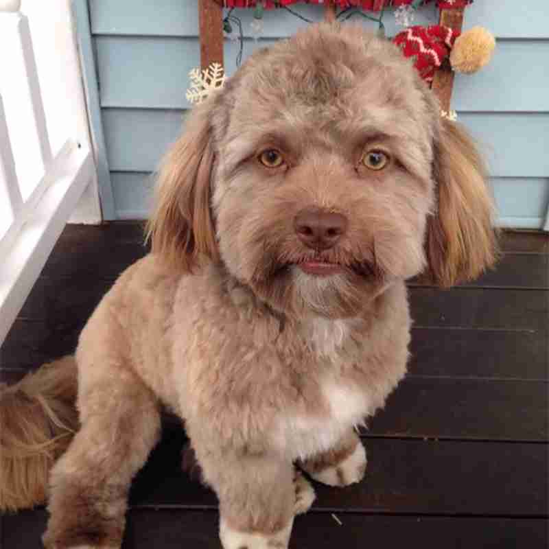 「犬を擬人化している」と感じる飼い主は52% 「子どものような存在」「相棒やパートナーのような存在」