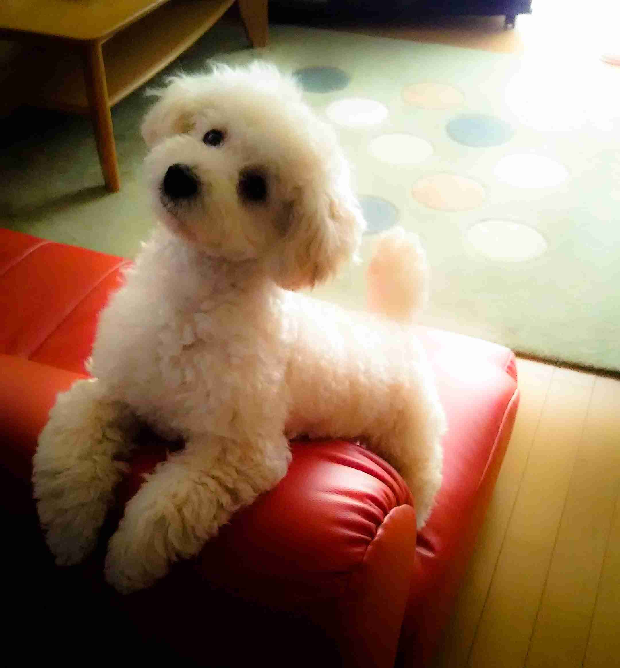 「犬を擬人化している」と感じる飼い主は52% 「子どものような存在」「相棒やパートナーのような存在」