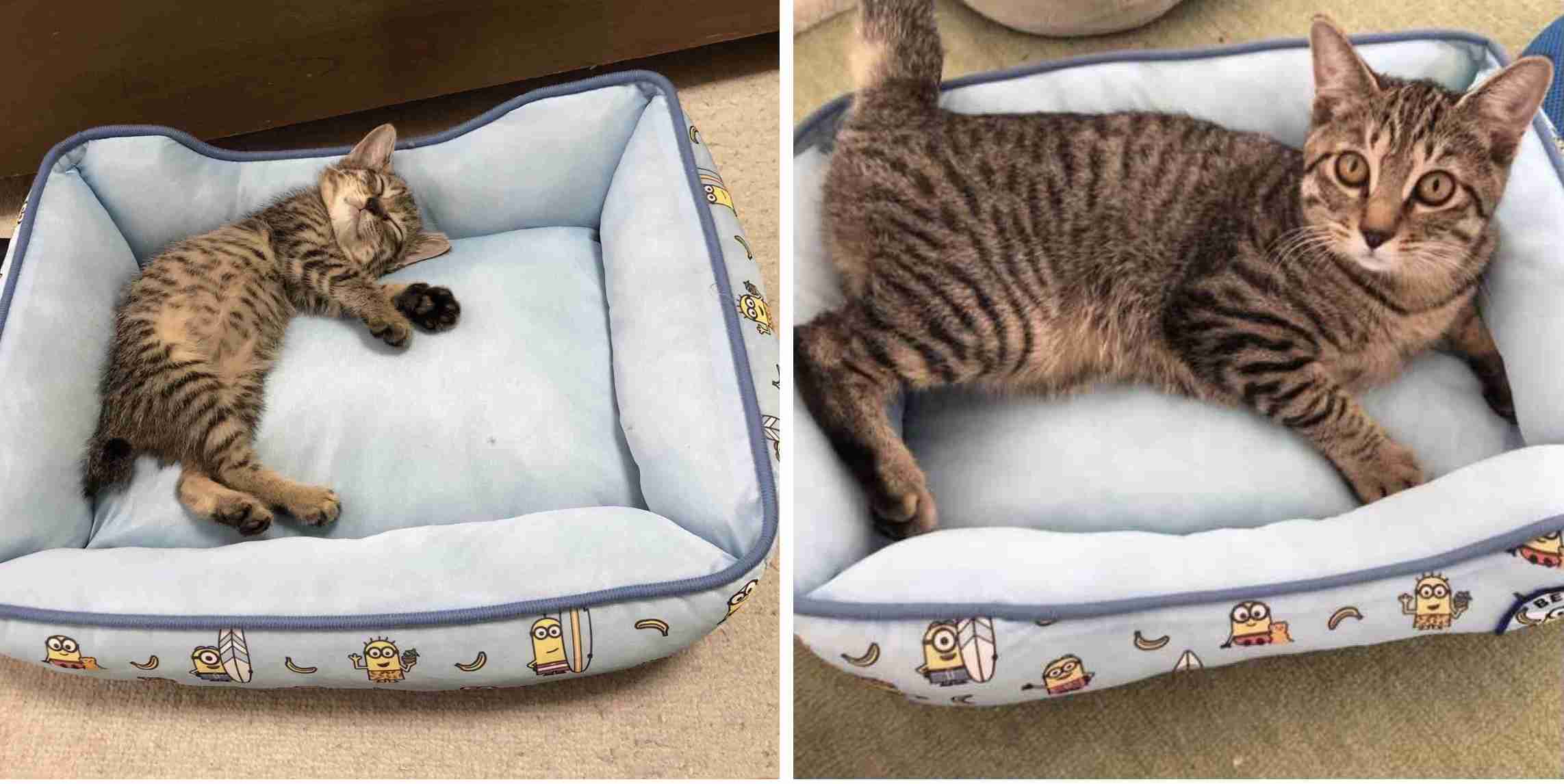 【猫を飼っている方限定】買って良かったもの、良くなかったものPart5