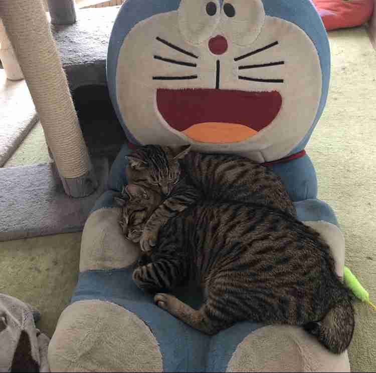 【猫を飼っている方限定】買って良かったもの、良くなかったものPart5