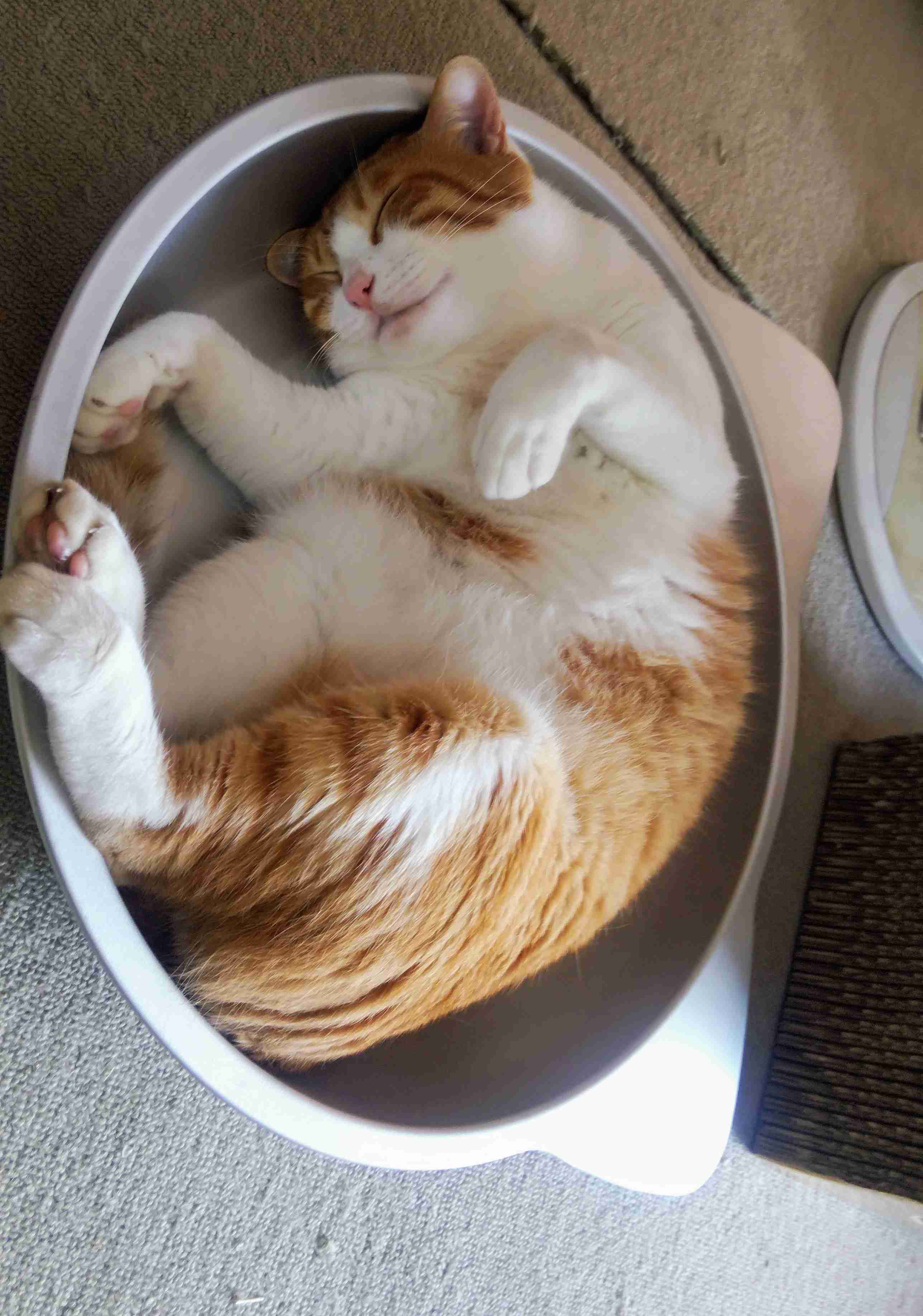 【猫を飼っている方限定】買って良かったもの、良くなかったものPart5
