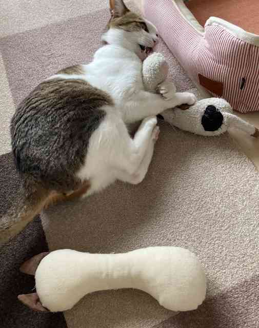 【猫を飼っている方限定】買って良かったもの、良くなかったものPart5