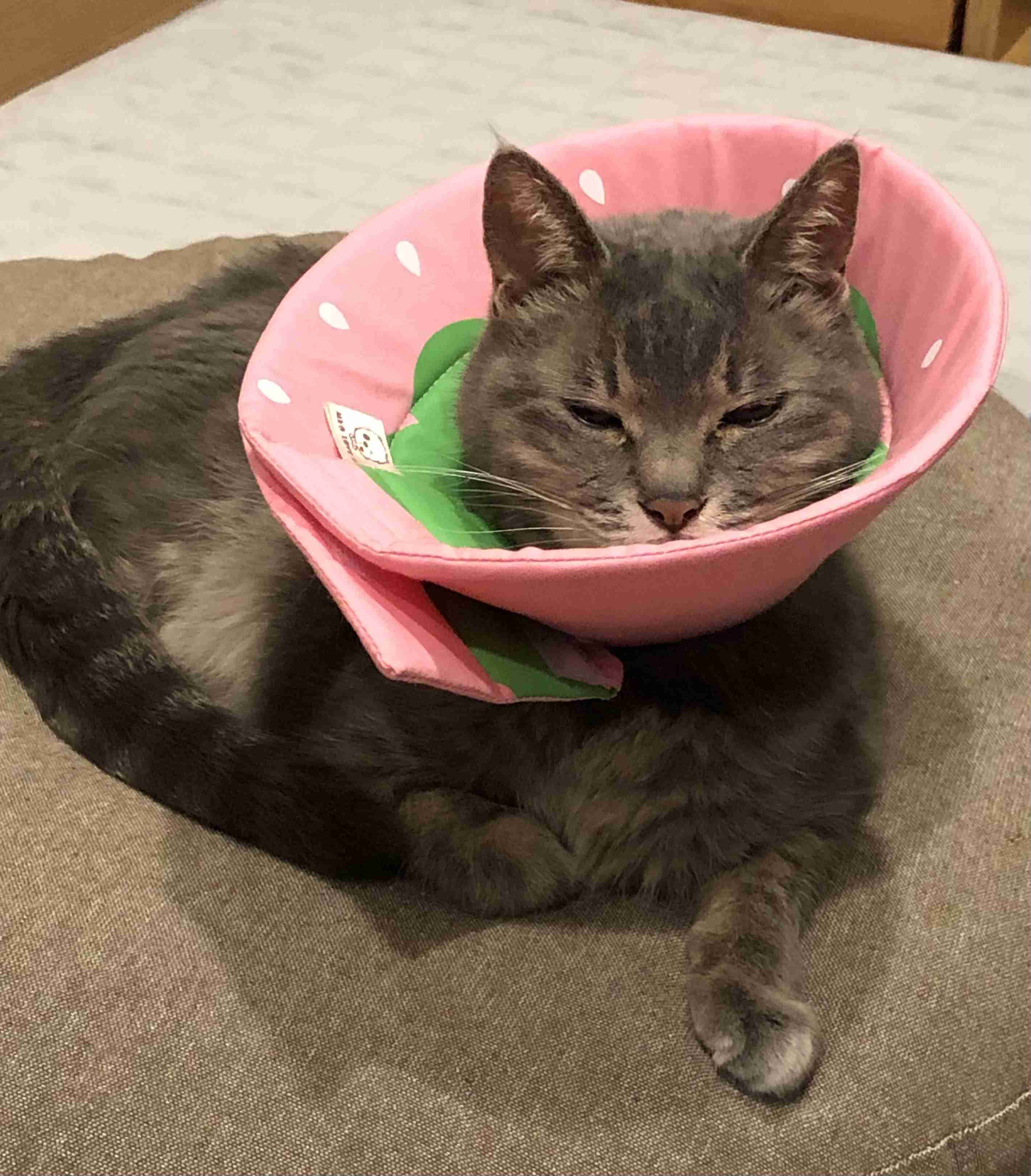 【猫を飼っている方限定】買って良かったもの、良くなかったものPart5