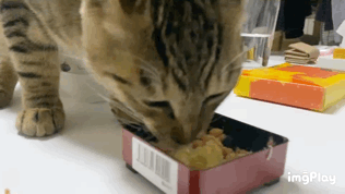 【猫を飼っている方限定】買って良かったもの、良くなかったものPart5