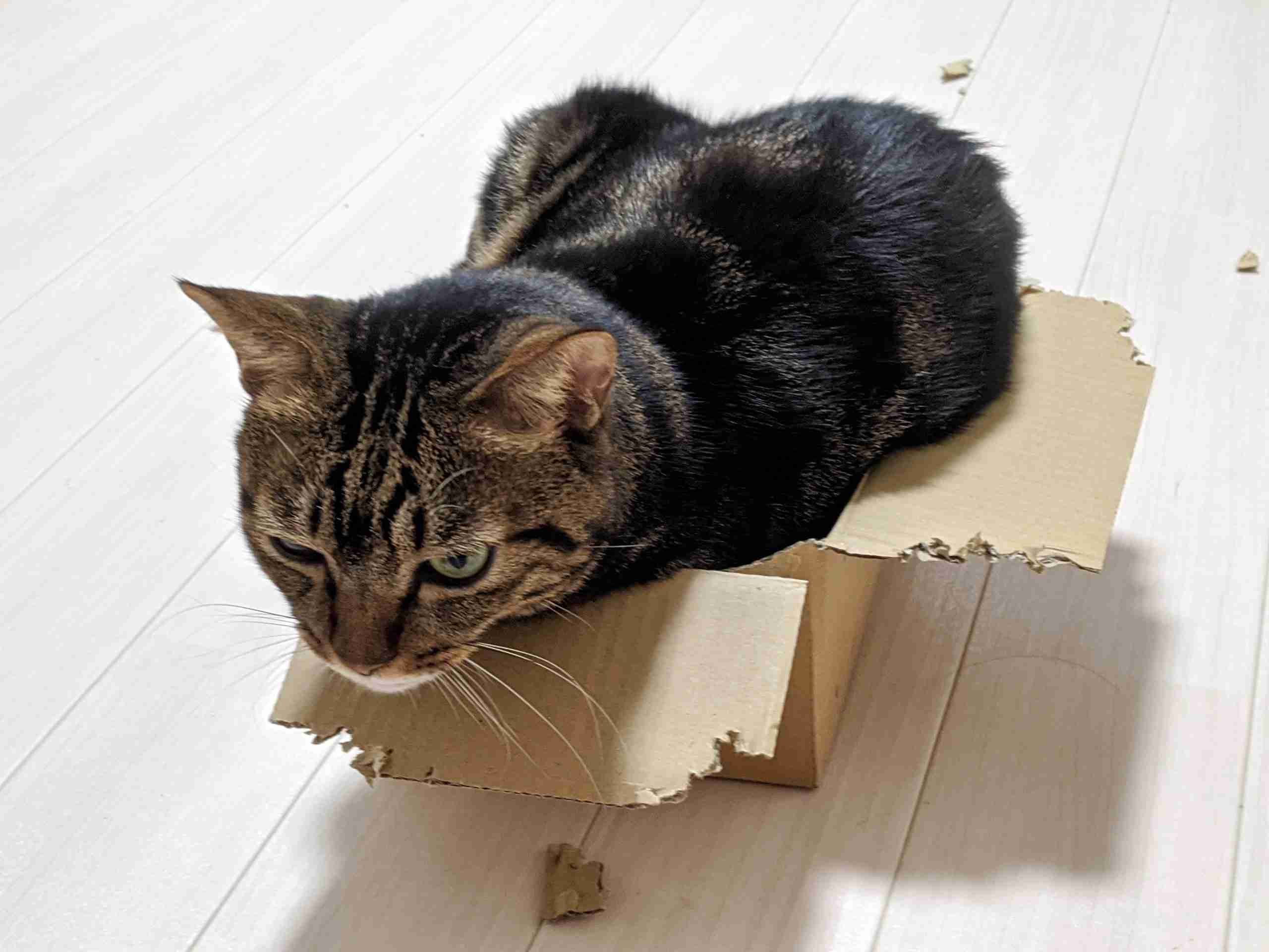 【猫を飼っている方限定】買って良かったもの、良くなかったものPart5
