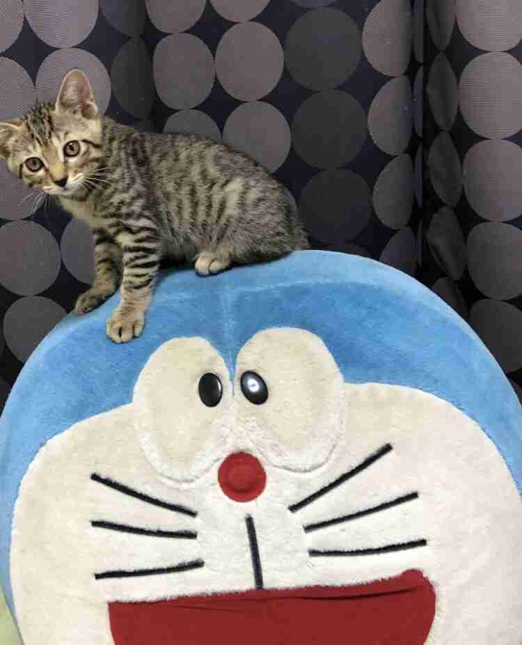 【猫を飼っている方限定】買って良かったもの、良くなかったものPart5