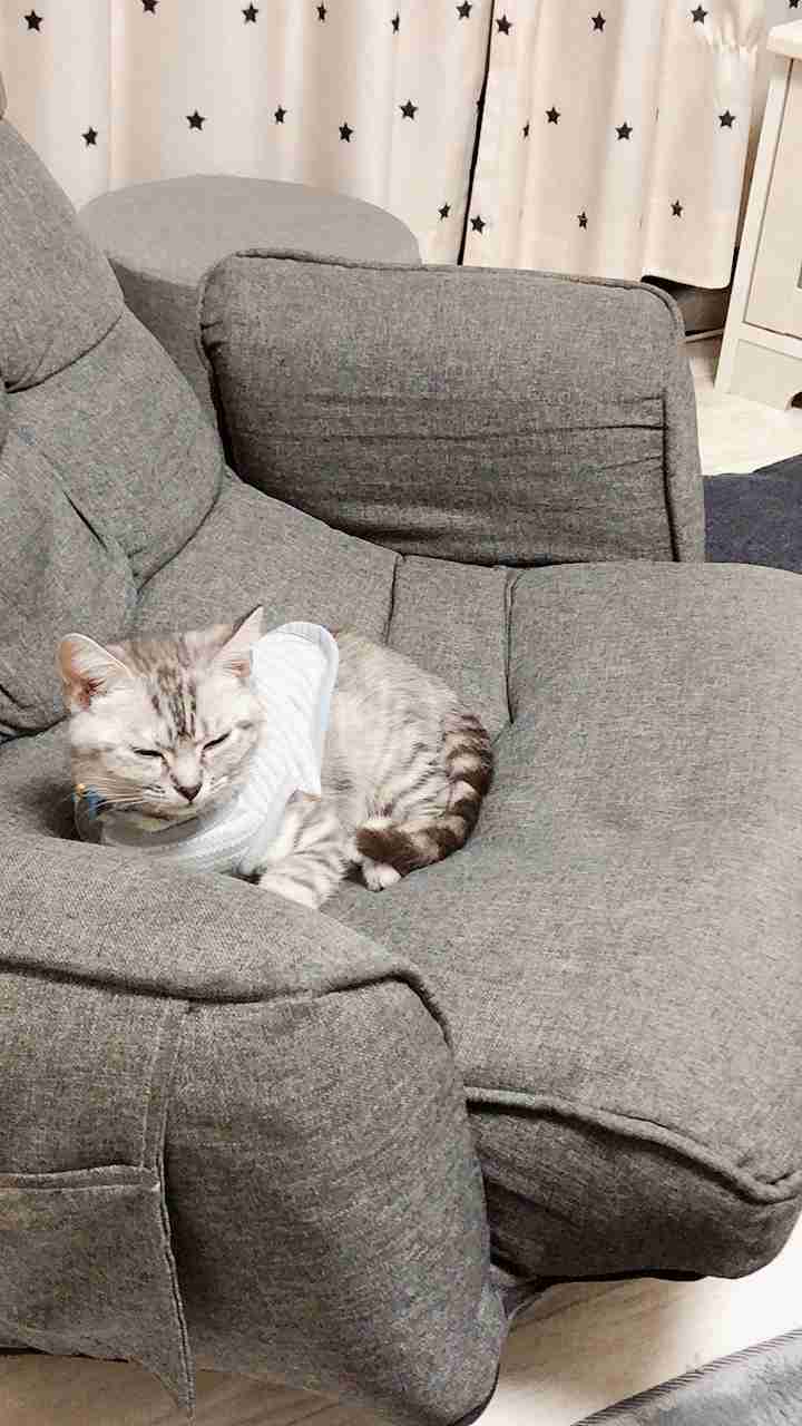【猫を飼っている方限定】買って良かったもの、良くなかったものPart5