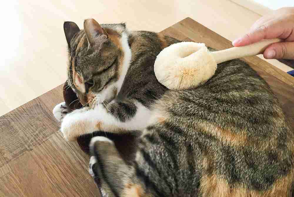 【猫を飼っている方限定】買って良かったもの、良くなかったものPart5
