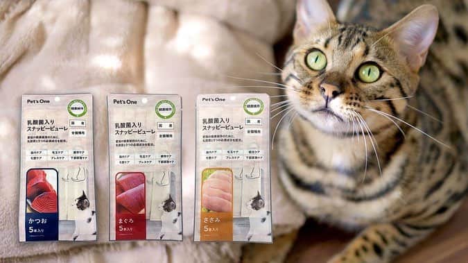 【猫を飼っている方限定】買って良かったもの、良くなかったものPart5