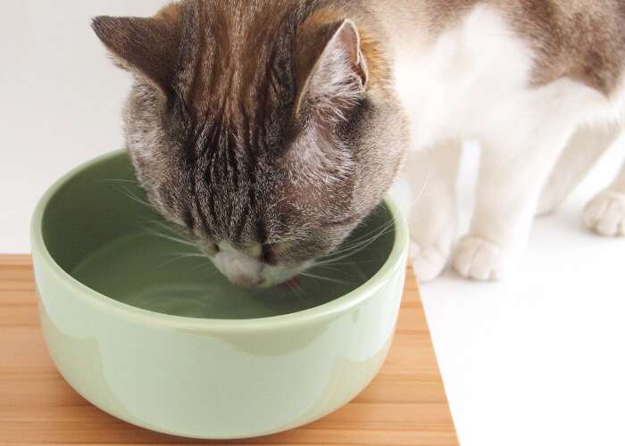 【猫を飼っている方限定】買って良かったもの、良くなかったものPart5