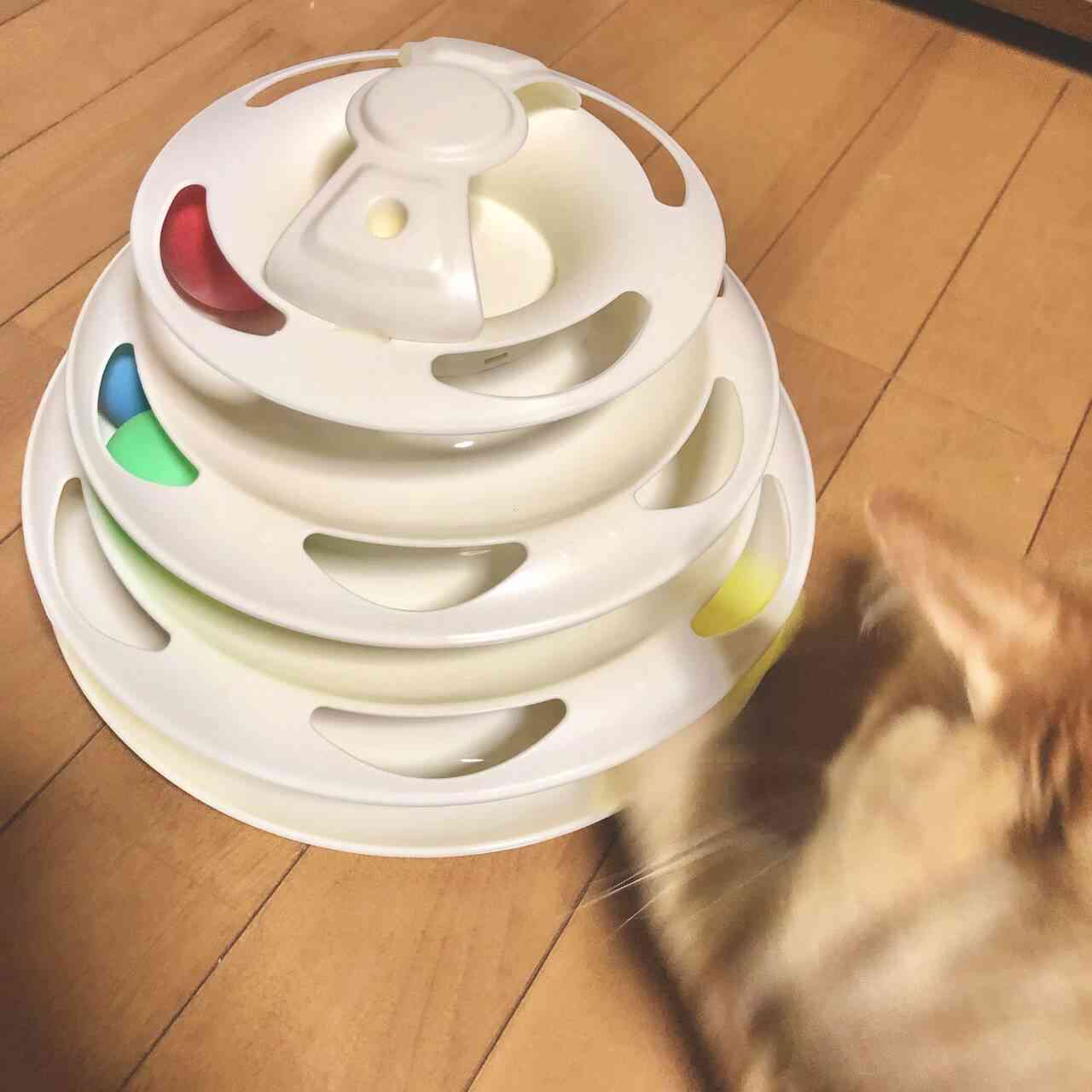 【猫を飼っている方限定】買って良かったもの、良くなかったものPart5