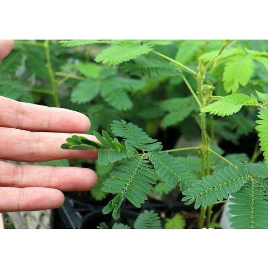 子供の頃、個人的にハマった物