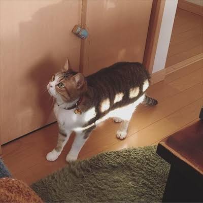 「となりのトトロ」を語りたい
