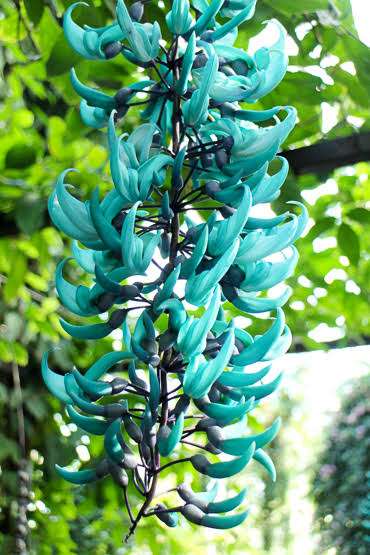いろんなグリーンの花が見たい
