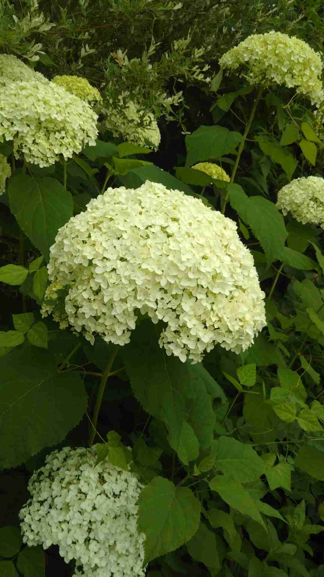 いろんなグリーンの花が見たい