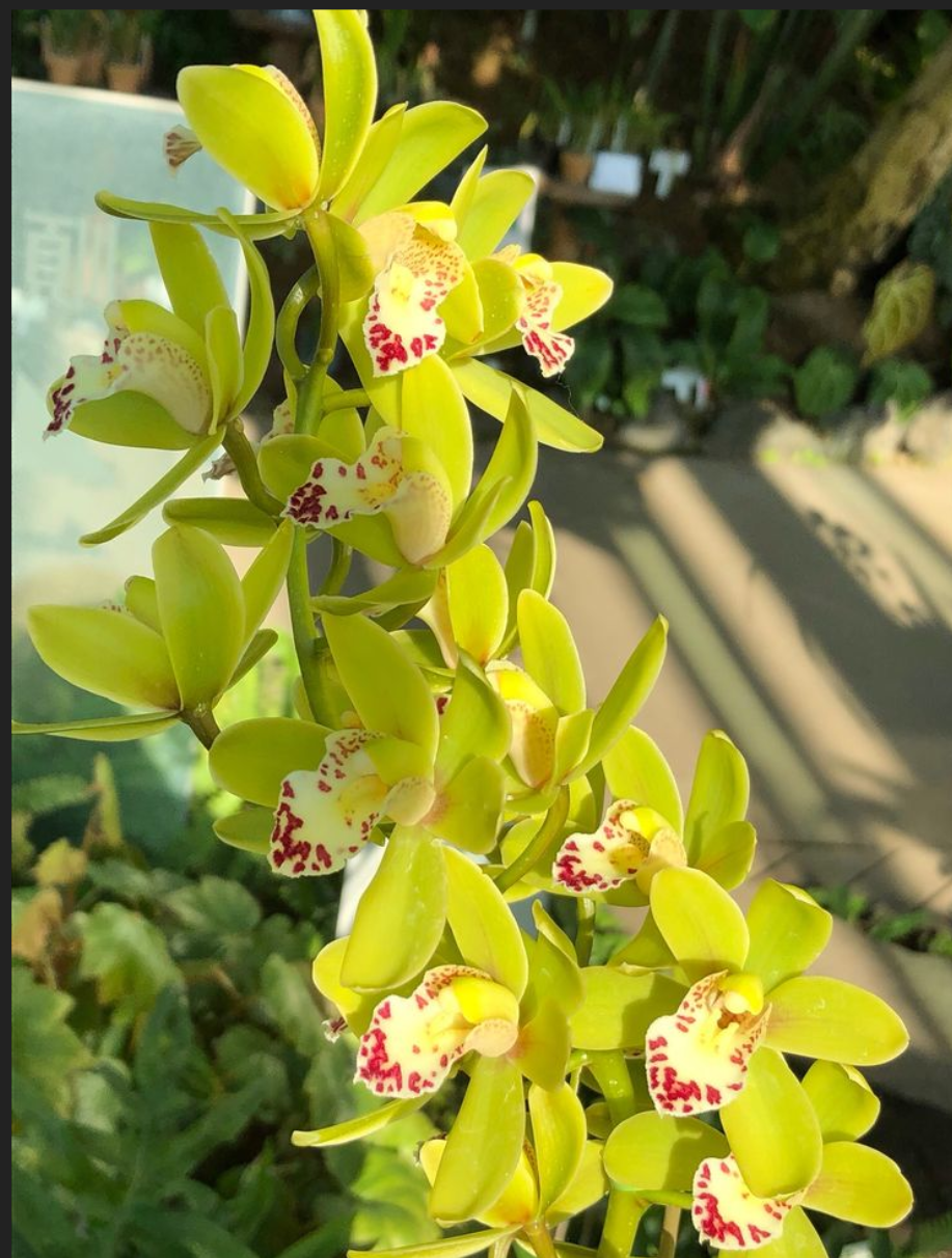 いろんなグリーンの花が見たい