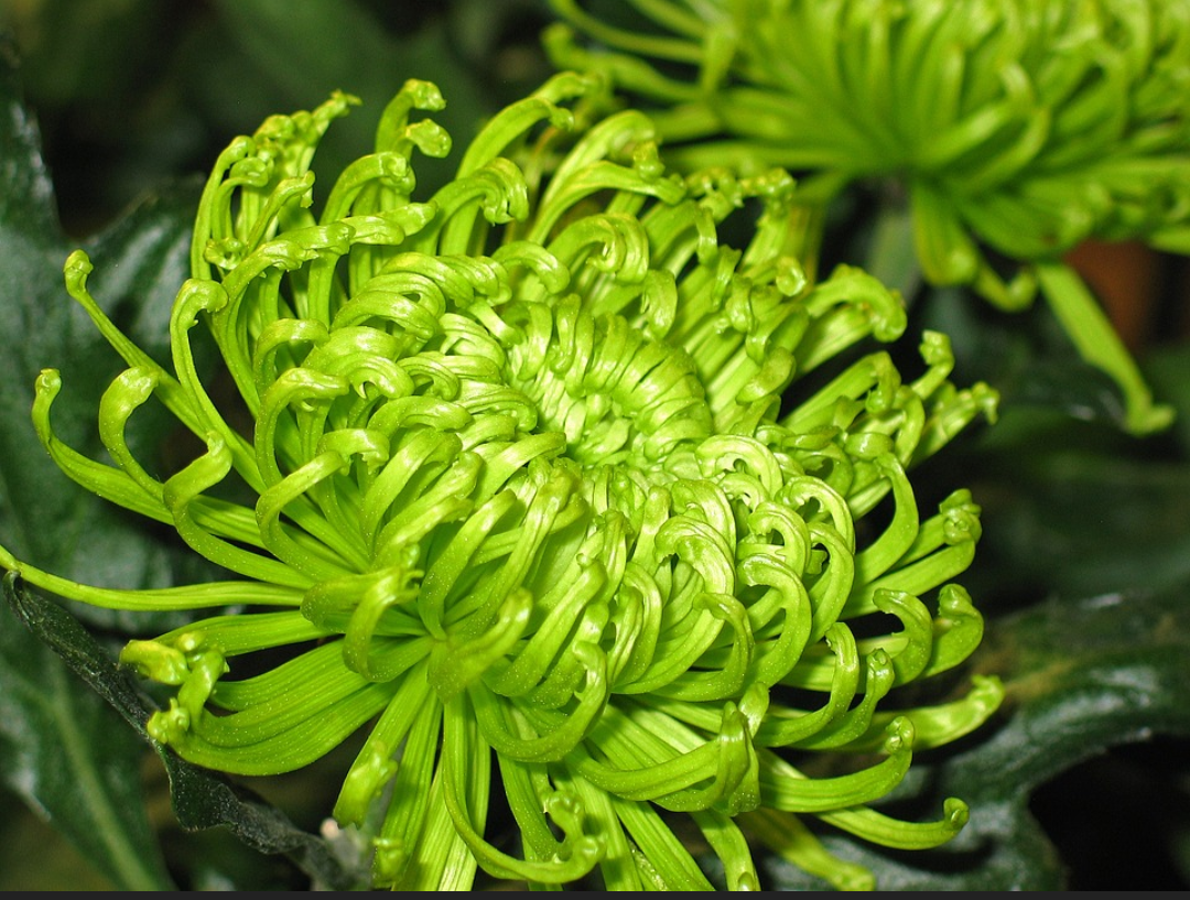 いろんなグリーンの花が見たい