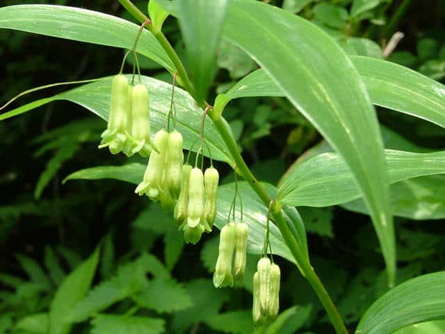 いろんなグリーンの花が見たい