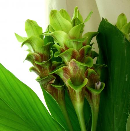 いろんなグリーンの花が見たい