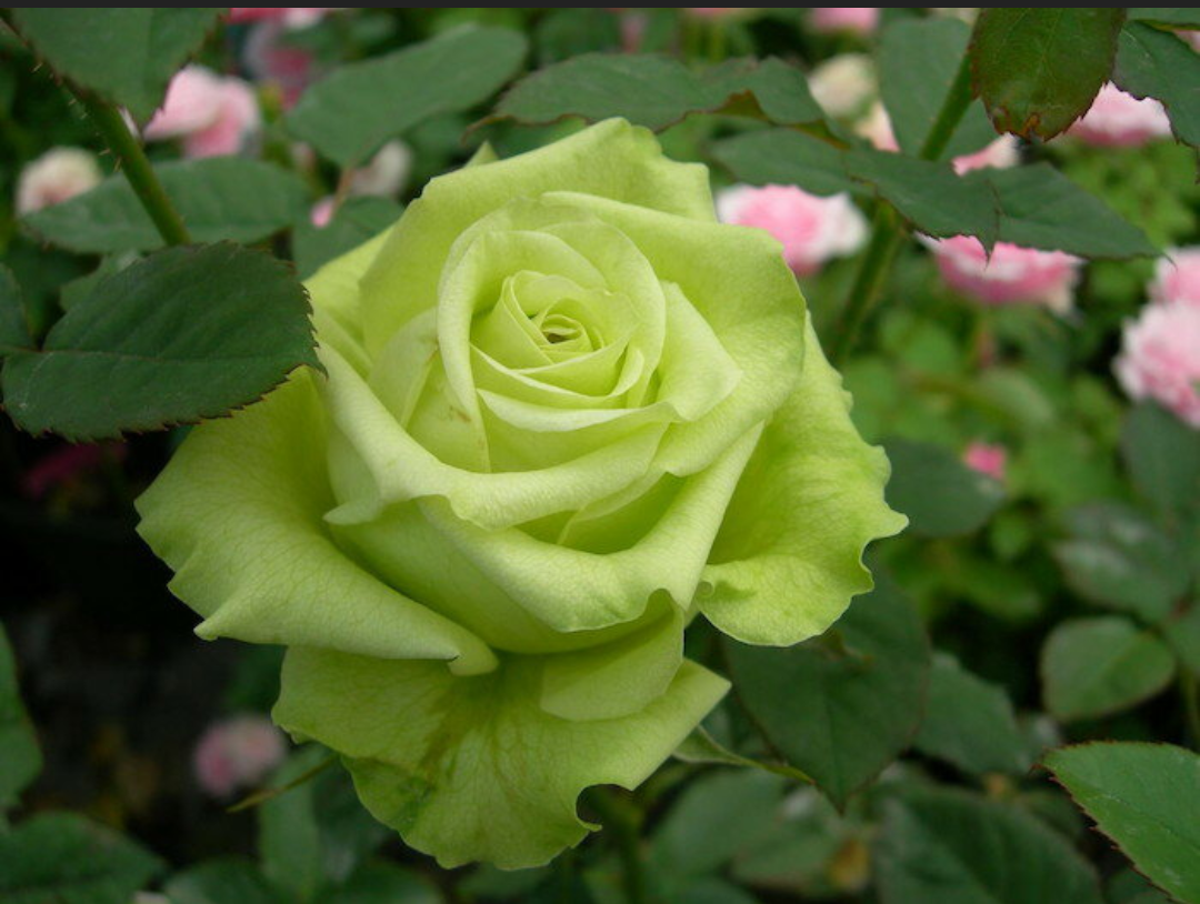 いろんなグリーンの花が見たい