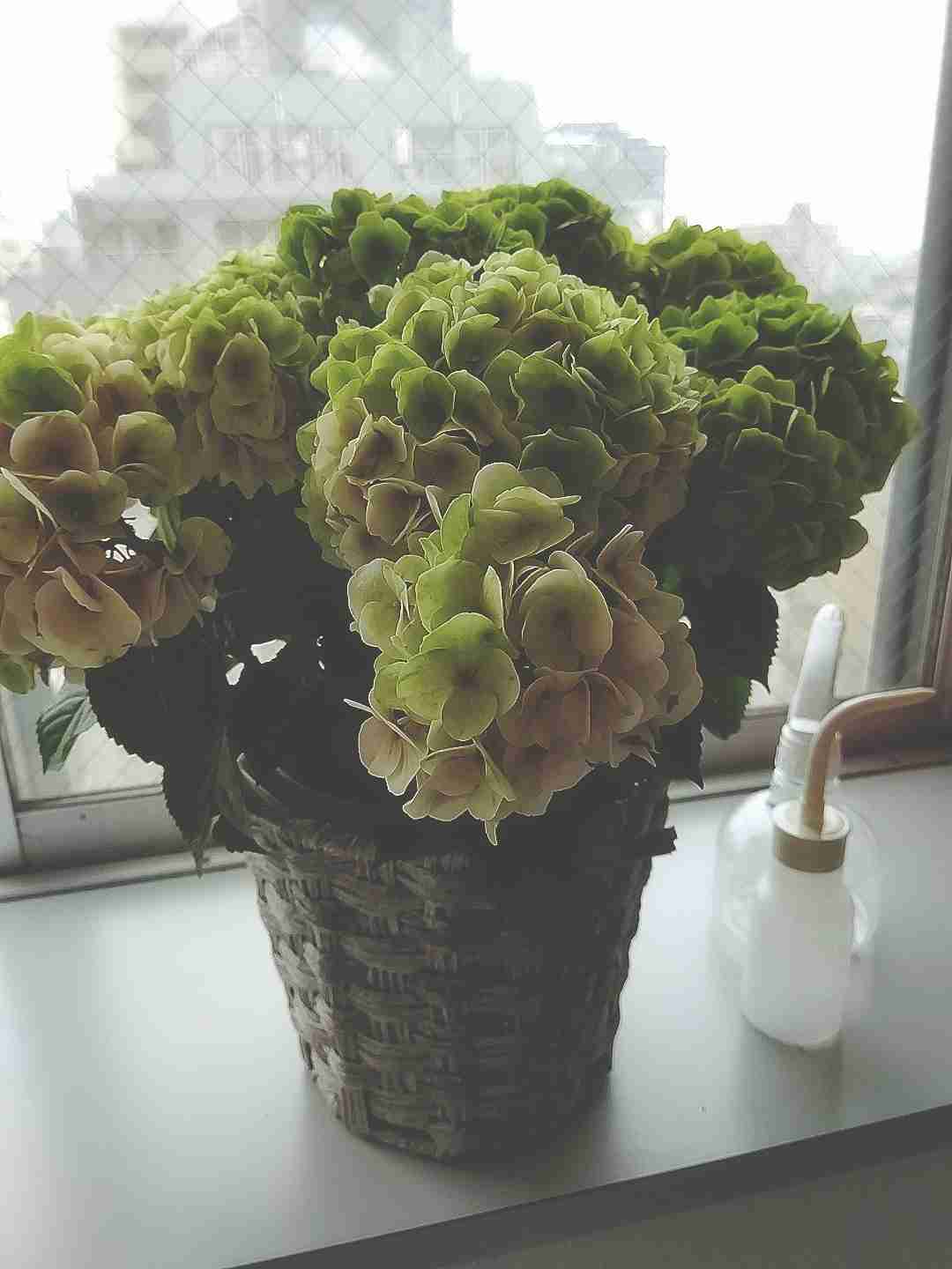 いろんなグリーンの花が見たい