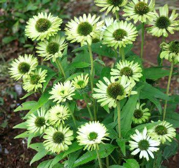いろんなグリーンの花が見たい