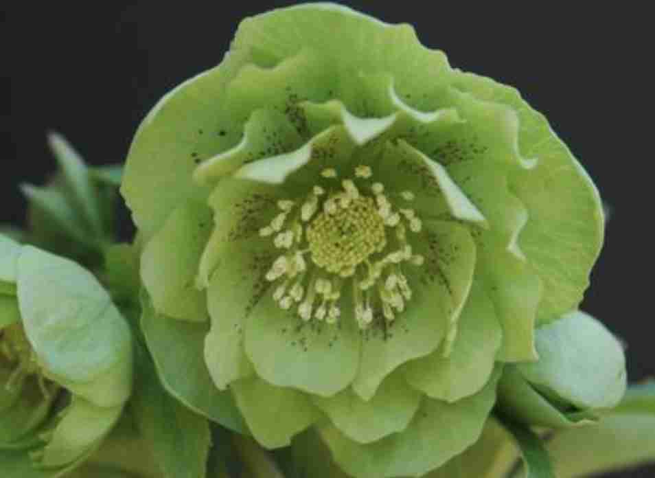 いろんなグリーンの花が見たい