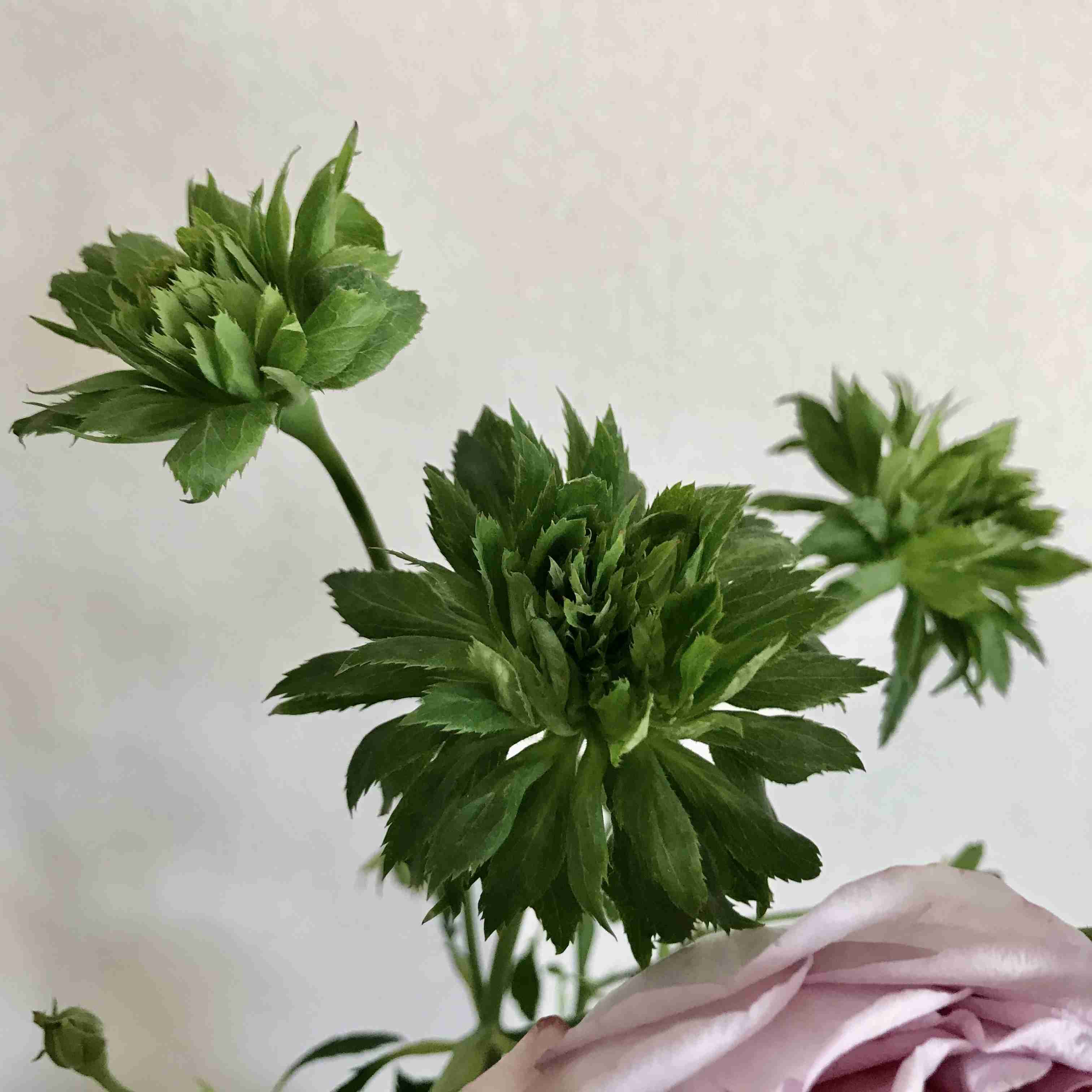 いろんなグリーンの花が見たい