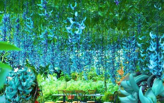 いろんなグリーンの花が見たい