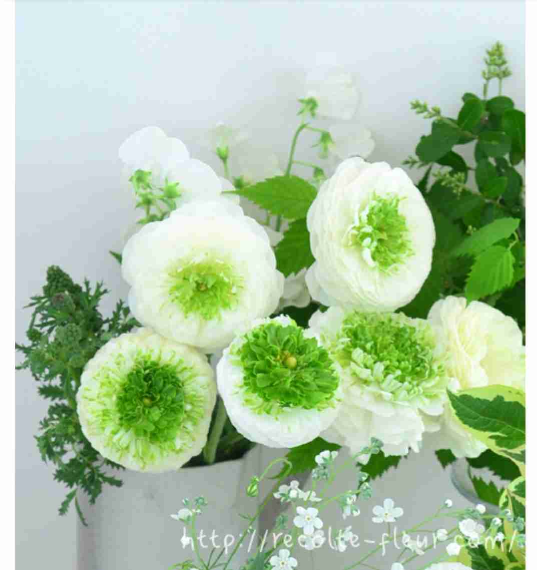 いろんなグリーンの花が見たい