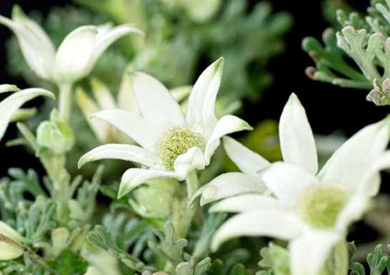 いろんなグリーンの花が見たい