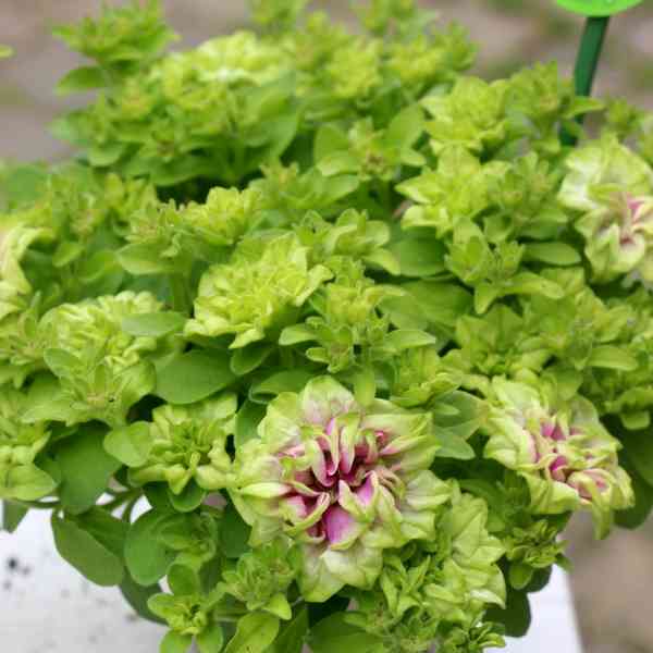 いろんなグリーンの花が見たい