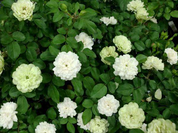 いろんなグリーンの花が見たい