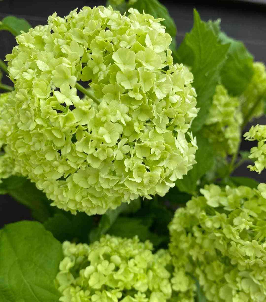 いろんなグリーンの花が見たい