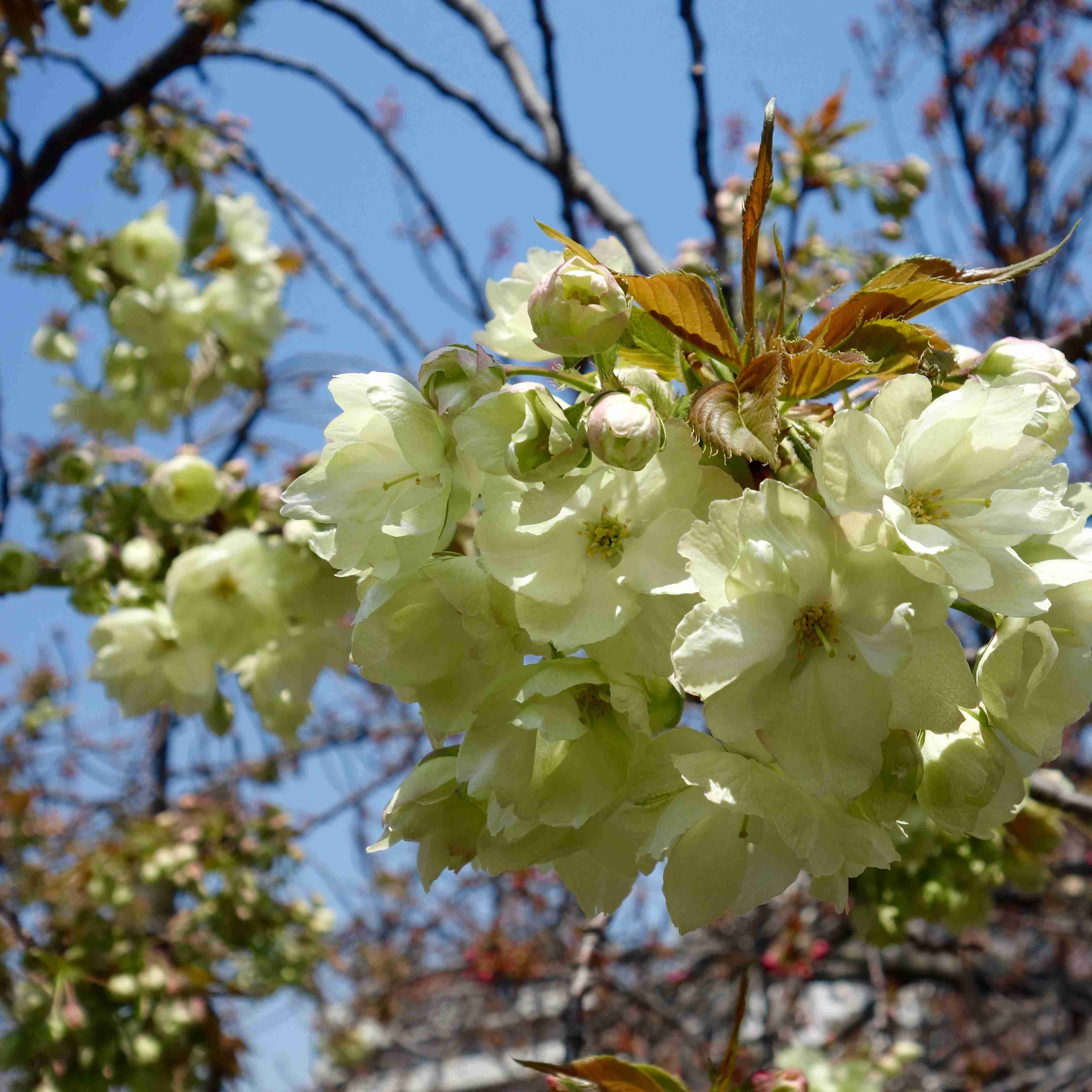 いろんなグリーンの花が見たい