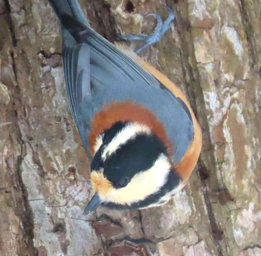 ガルちゃん野鳥図鑑