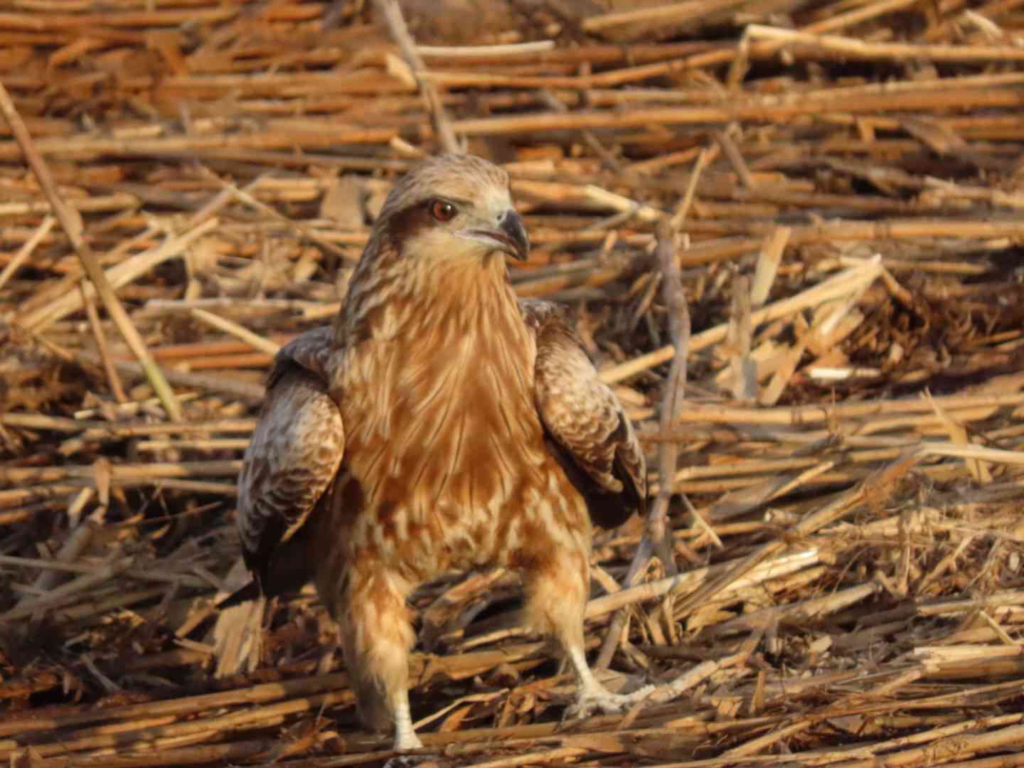 ガルちゃん野鳥図鑑