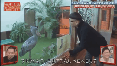 ガルちゃん野鳥図鑑