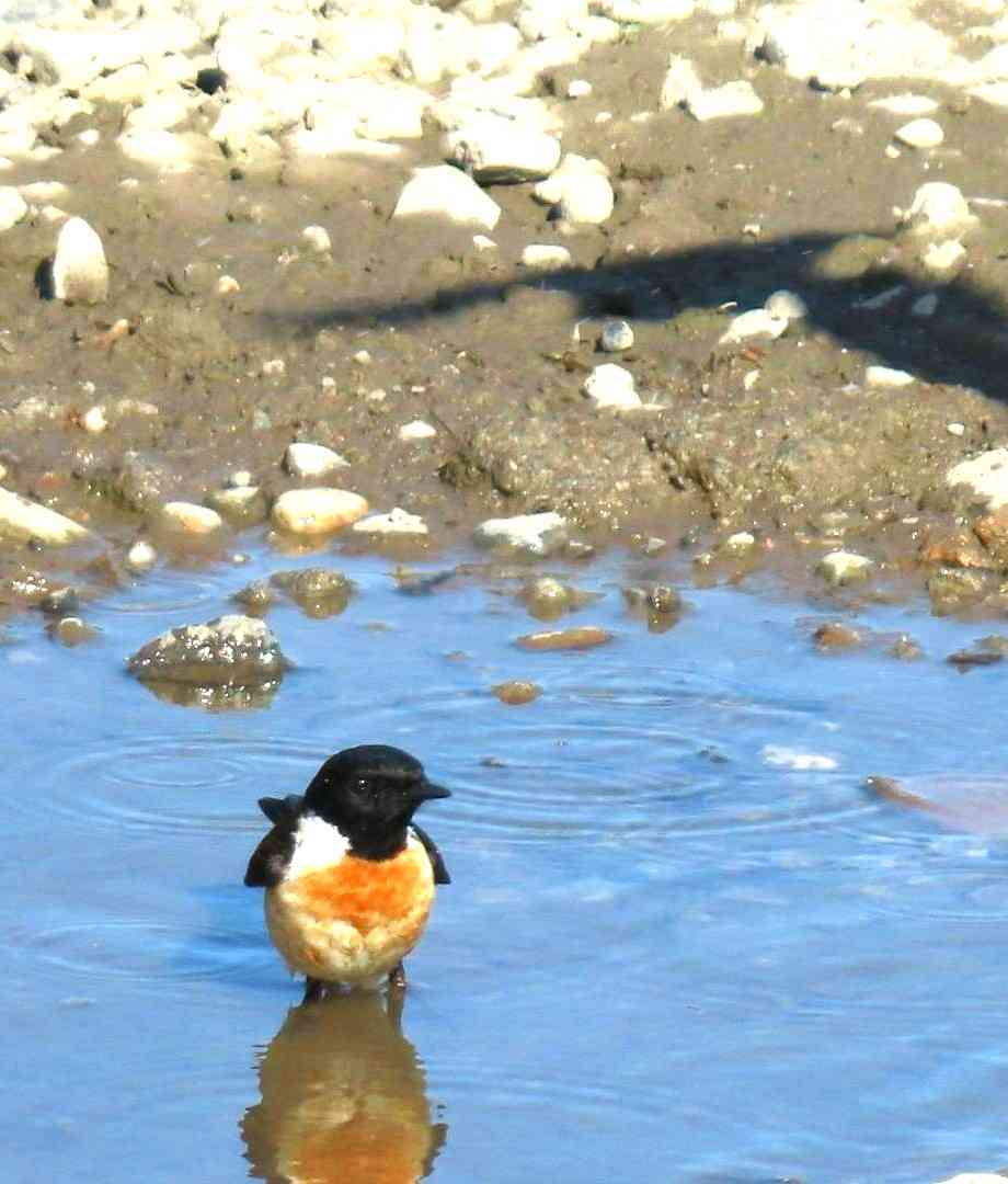 ガルちゃん野鳥図鑑