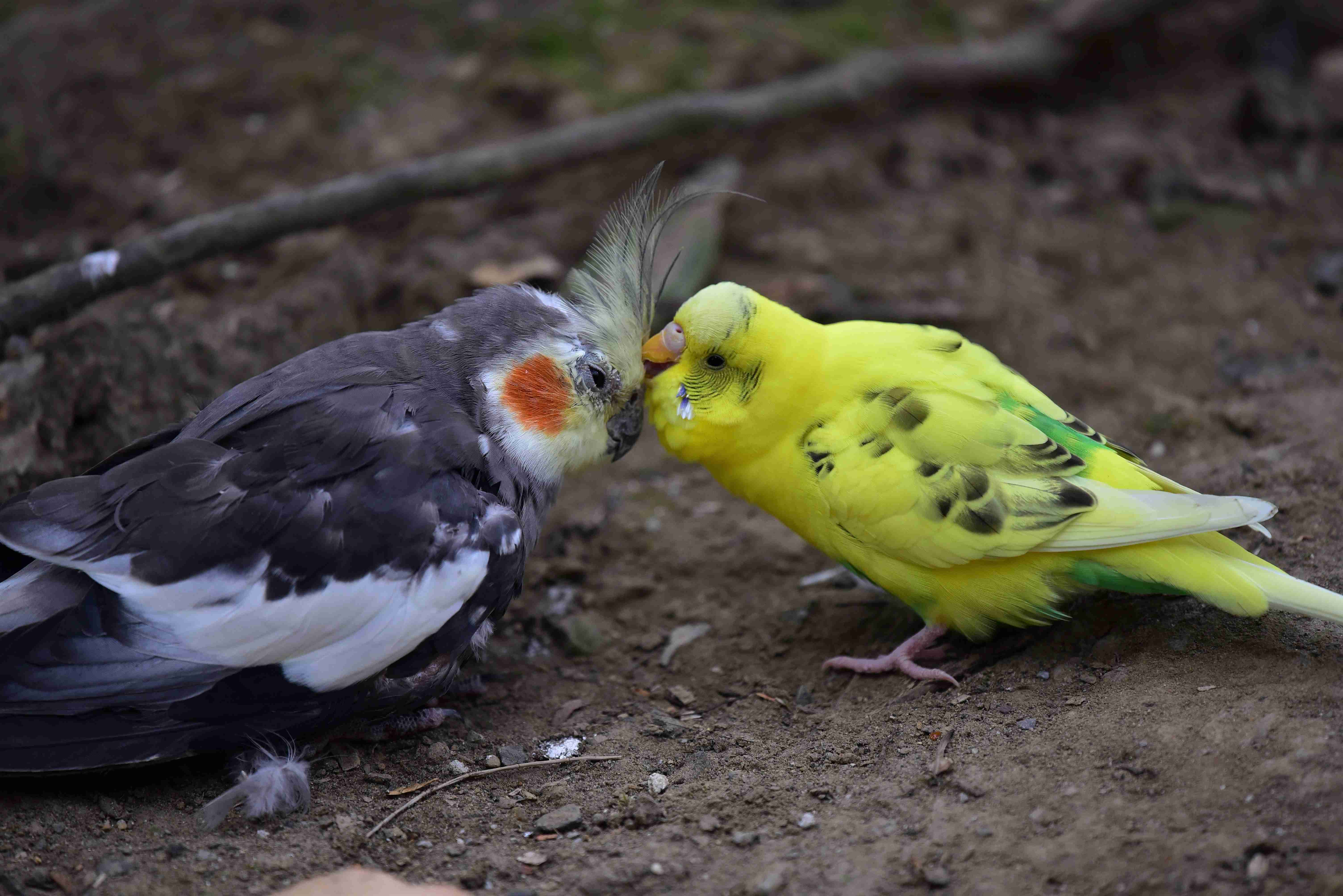 ガルちゃん野鳥図鑑
