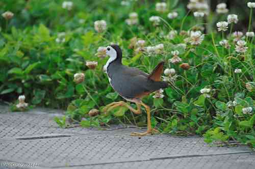 ガルちゃん野鳥図鑑