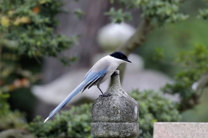 ガルちゃん野鳥図鑑
